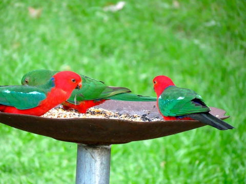 Maleny Springs Farm - Accommodation Gladstone 35