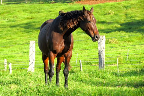 Maleny Springs Farm - Accommodation Gladstone 27