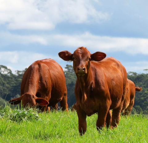 Maleny Springs Farm - Accommodation Gladstone 24