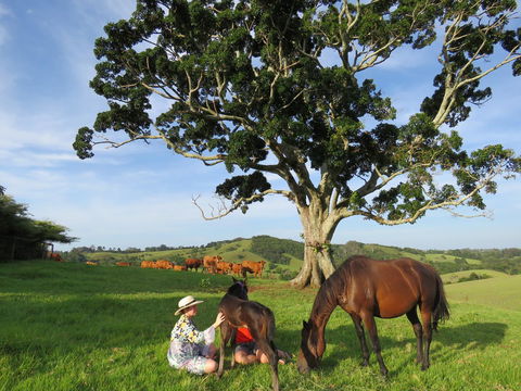 Maleny Springs Farm - Accommodation Gladstone 5