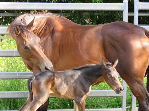 Maleny Springs Farm - Accommodation Gladstone 18