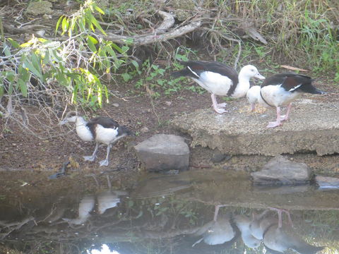 Hay Point Country BnB - Accommodation Gladstone 22