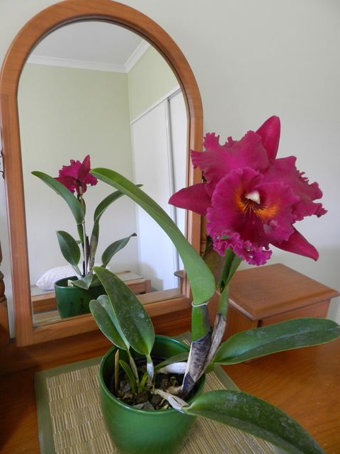 Hay Point Country BnB - Accommodation Gladstone 10