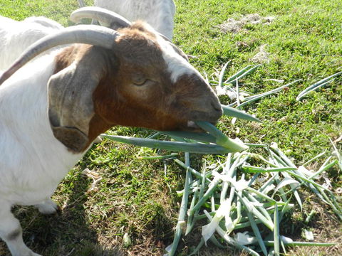 Hay Point Country BnB - Accommodation Gladstone 15