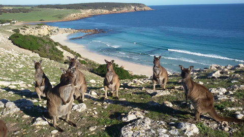 Waves & Wildlife Cottages Kangaroo Island - Accommodation Gladstone 0