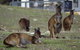 Waves & Wildlife Cottages Kangaroo Island - thumb 2