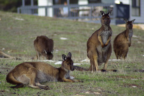 Waves & Wildlife Cottages Kangaroo Island - Accommodation Gladstone 2