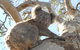 Waves & Wildlife Cottages Kangaroo Island - thumb 23