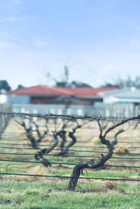Crimson Ridge - Wines, Vines And Dine - Accommodation Gladstone 1