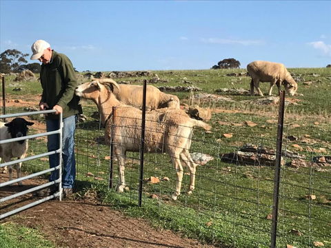 Gilgraves Vineyard Farmstay - Accommodation Gladstone 1