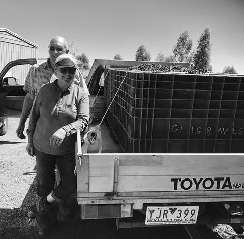 Gilgraves Vineyard Farmstay - Accommodation Gladstone 4