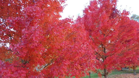 HEALESVILLE GETAWAY - Accommodation Gladstone 0