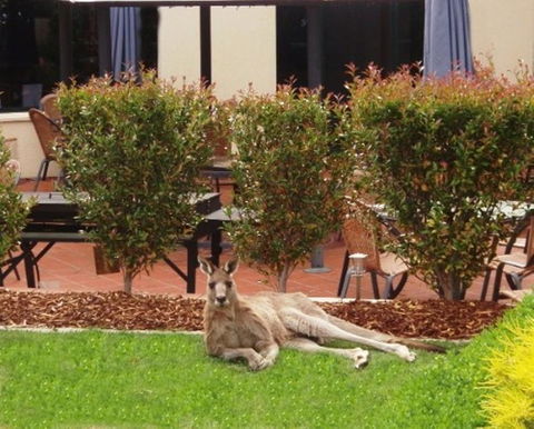 Alpha Hotel Canberra - Accommodation Gladstone 1