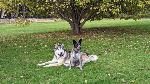 Mountain Culture Farm Stay - Pet Friendly - Accommodation Gladstone 2