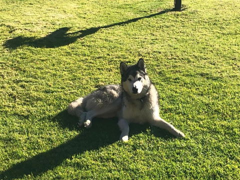 Mountain Culture Farm Stay - Pet Friendly - Accommodation Gladstone 3