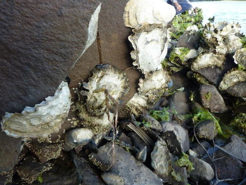 Oyster Shack - Accommodation Gladstone 3