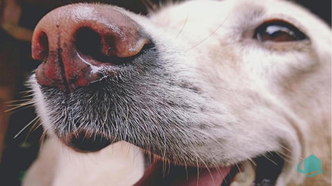 Pelican Lake Retreat - Accommodation Gladstone 3