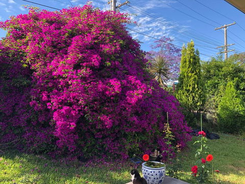 Private Room In Marsfield/Macquarie Park/Uni/Eastwood - Accommodation Gladstone 1