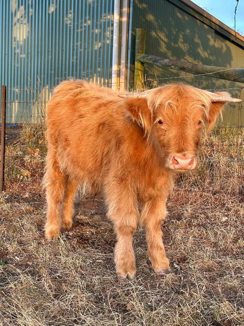 Private, Secluded Farm Retreat - Accommodation Gladstone 1