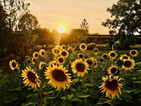 Quirindi Sunflower Motor Inn - Accommodation Gladstone 0