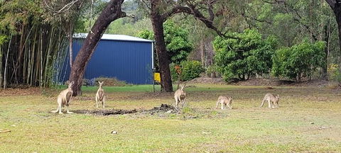 Roo Or 2 On Streeter - Accommodation Gladstone 0