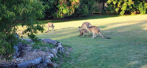 Roo Or 2 On Streeter - Accommodation Gladstone 3