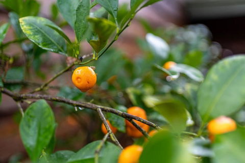 Secret Garden Studio In The Heart Of McLaren Vale - Accommodation Gladstone 3