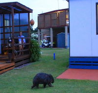 BIG4 Kelso Sands Holiday  Native Wildlife Park - Accommodation Gladstone