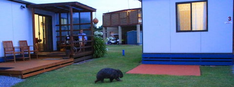 BIG4 Kelso Sands Holiday & Native Wildlife Park - Accommodation Gladstone 2
