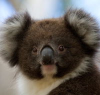 Bimbi Park - Camping Under Koalas - Accommodation Gladstone