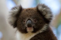Book Cape Otway Accommodation Vacations Accommodation Gladstone Accommodation Gladstone