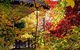 Birches Luxury Spa Chalets - thumb 3