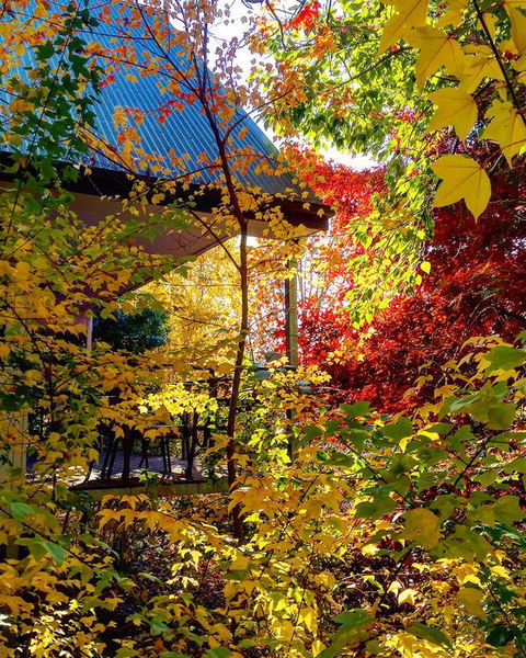 Birches Luxury Spa Chalets - Accommodation Gladstone 3