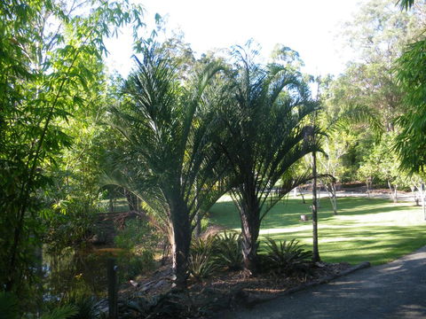 BoBRENE On Tamborine Nude Retreat - Quaint Cottage - Accommodation Gladstone 2