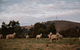 Tiny Boorowa By Tiny Away - thumb 1