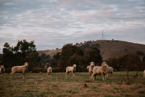 Tiny Boorowa By Tiny Away - Accommodation Gladstone 1