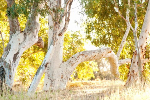 Wooramel River Retreat - Accommodation Gladstone 3