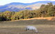 Yackandandah Farm Homestead - thumb 0
