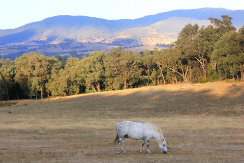 Yackandandah Farm Homestead - Accommodation Gladstone 0