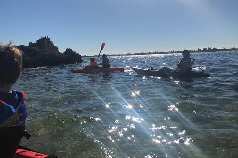 Penguin Island And Fremantle - Canoe, Chocolate & Coffee - Accommodation Gladstone 1