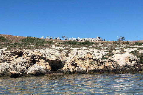 Penguin Island And Fremantle - Canoe, Chocolate & Coffee - Accommodation Gladstone 5