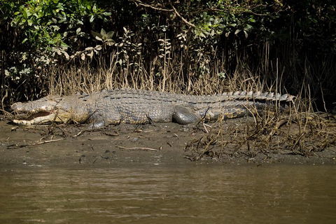 5-Day Best Of Cairns With Daintree, Kuranda, And Great Barrier Reef - Accommodation Gladstone 5