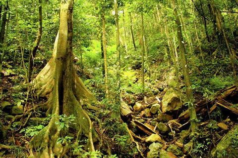 Cairns 4WD Waterfall And Rainforest Tour Including Kuranda Scenic Railway - Accommodation Gladstone 1
