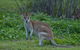 Cairns 4WD Waterfall And Rainforest Tour Including Kuranda Scenic Railway - thumb 2