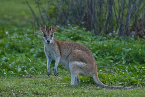 Cairns 4WD Waterfall And Rainforest Tour Including Kuranda Scenic Railway - Accommodation Gladstone 2