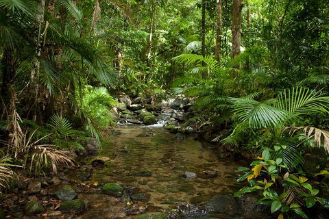 Cairns Reef And Rainforest Combo: Daintree Rainforest And The Great Barrier Reef - Accommodation Gladstone 1
