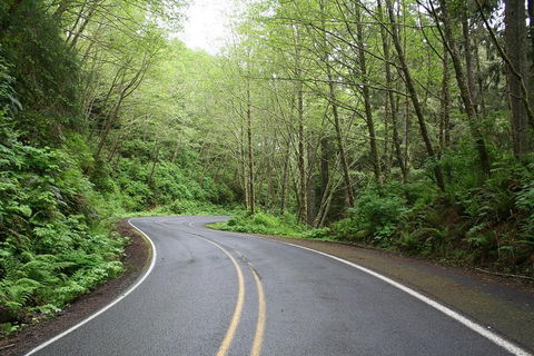 Cruise Ship Shore Excursion - Private Great Ocean Road Full Day Tour (12 Hour) - Accommodation Gladstone 3
