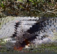 Full Day Tour in the Daintree - Accommodation Gladstone