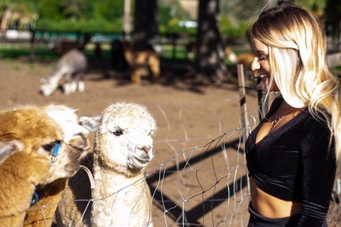 O'Reilly's & Lamington National Park Incl. Alpaca Farm + Vineyard - Accommodation Gladstone 3
