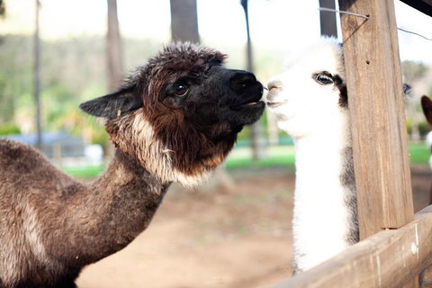 O'Reilly's & Lamington National Park Incl. Alpaca Farm + Vineyard - Accommodation Gladstone 4